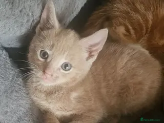 Mixed Breed cats 🐾 Gorgeous Kittens Available for Reservation 🐾 - Advert 5