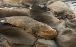 Mixed Breed dogs for sale: Staffy X Rottweiler puppies for sale - Image 11