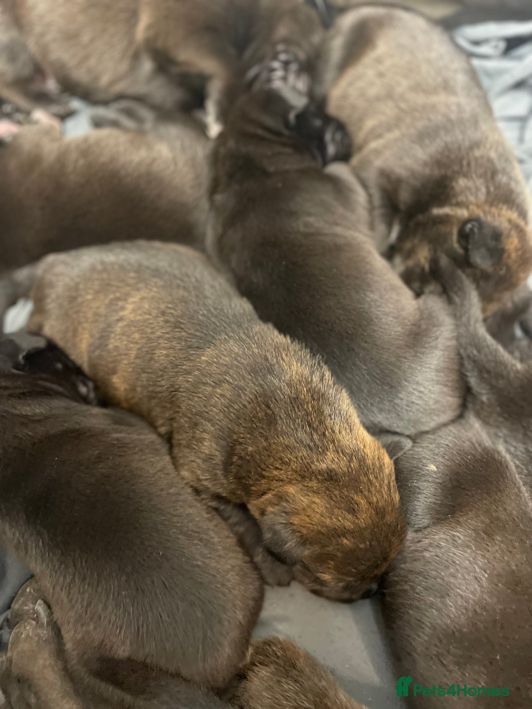 Mixed Breed dogs for sale: Staffy X Rottweiler puppies for sale - Image 11