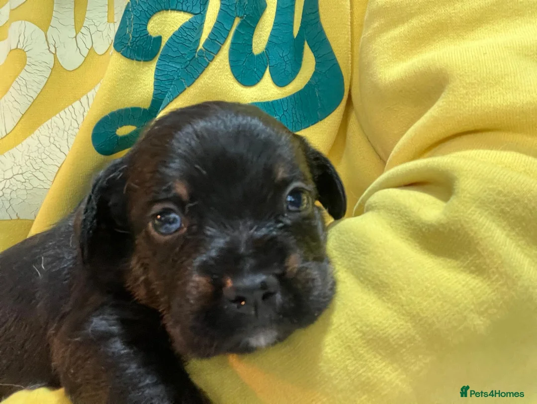 Mixed Breed dogs for sale: Frenchie Sproodles - Advert 7