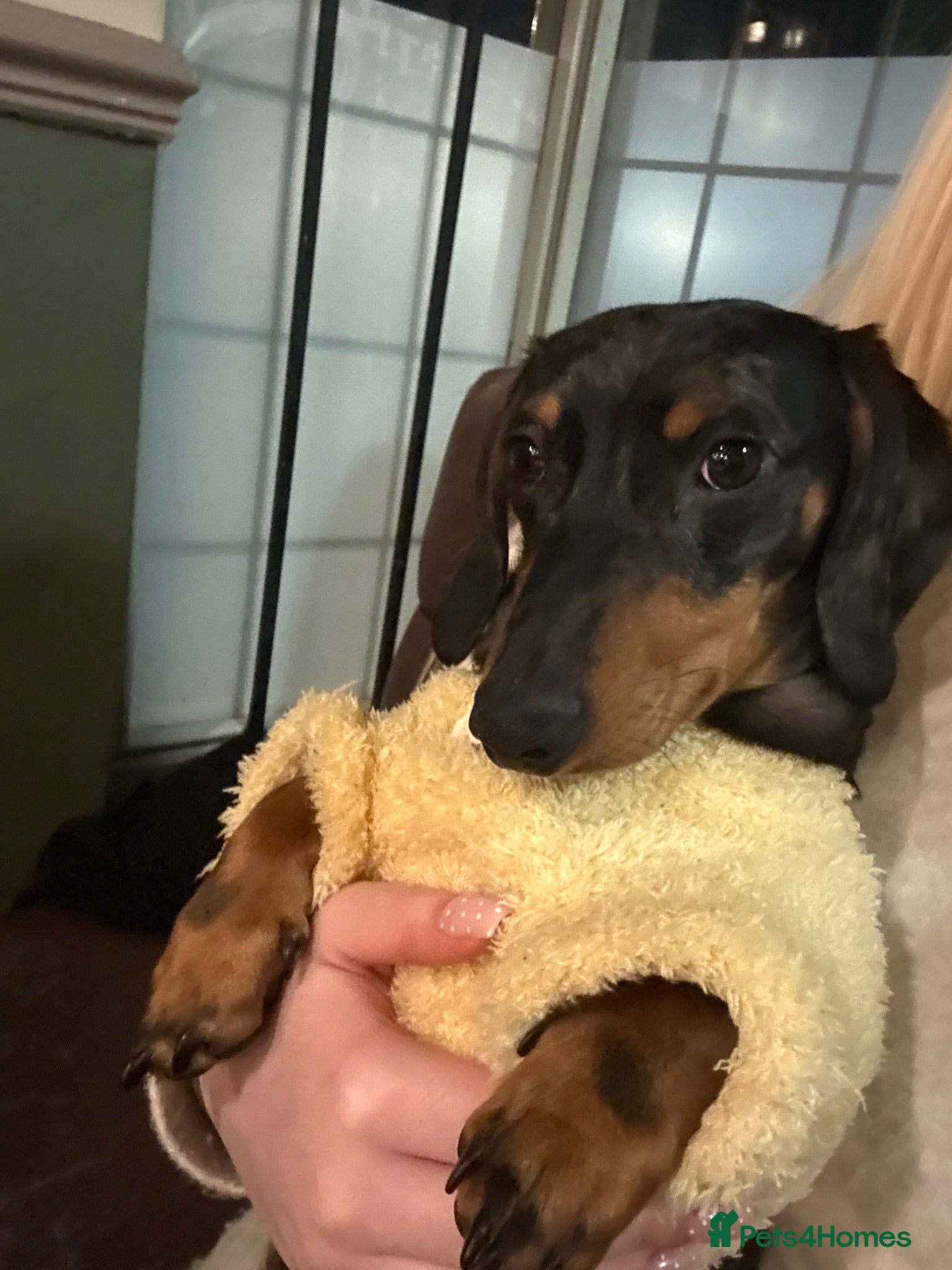 Miniature Dachshund dogs Dapple miniature dachshund  - Advert 1