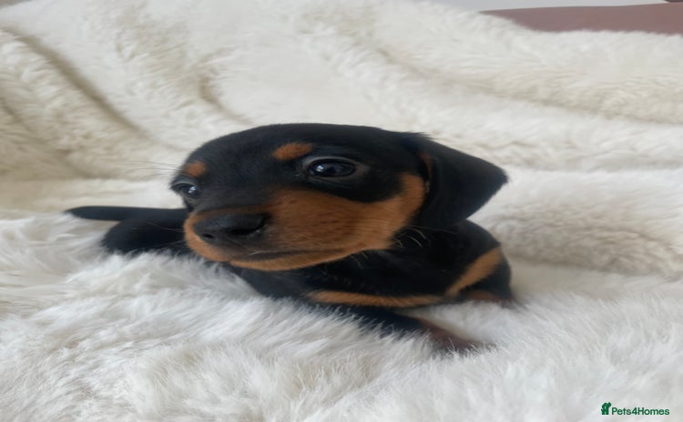 Miniature Dachshund dogs - Advert 5