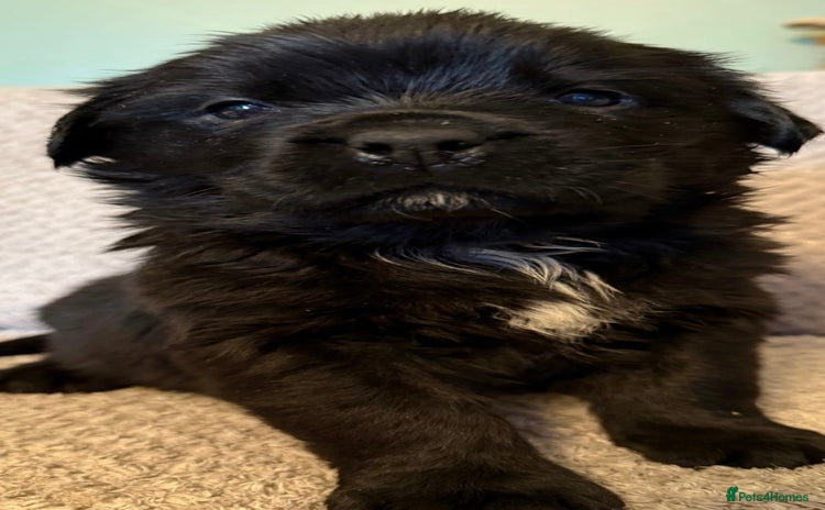 Mixed Breed dogs - Advert 1