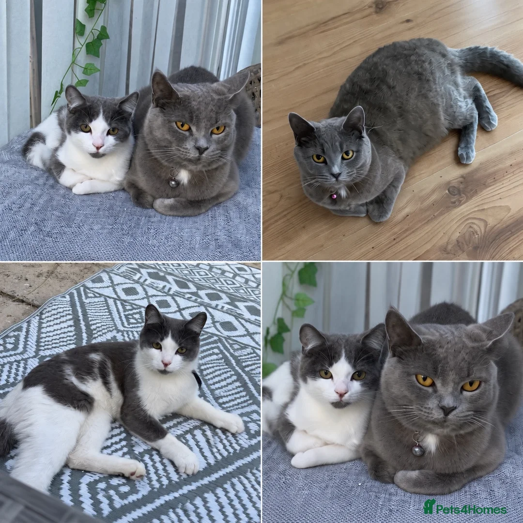 British Shorthair cats for sale: Mother and son cats for sale - Advert 1