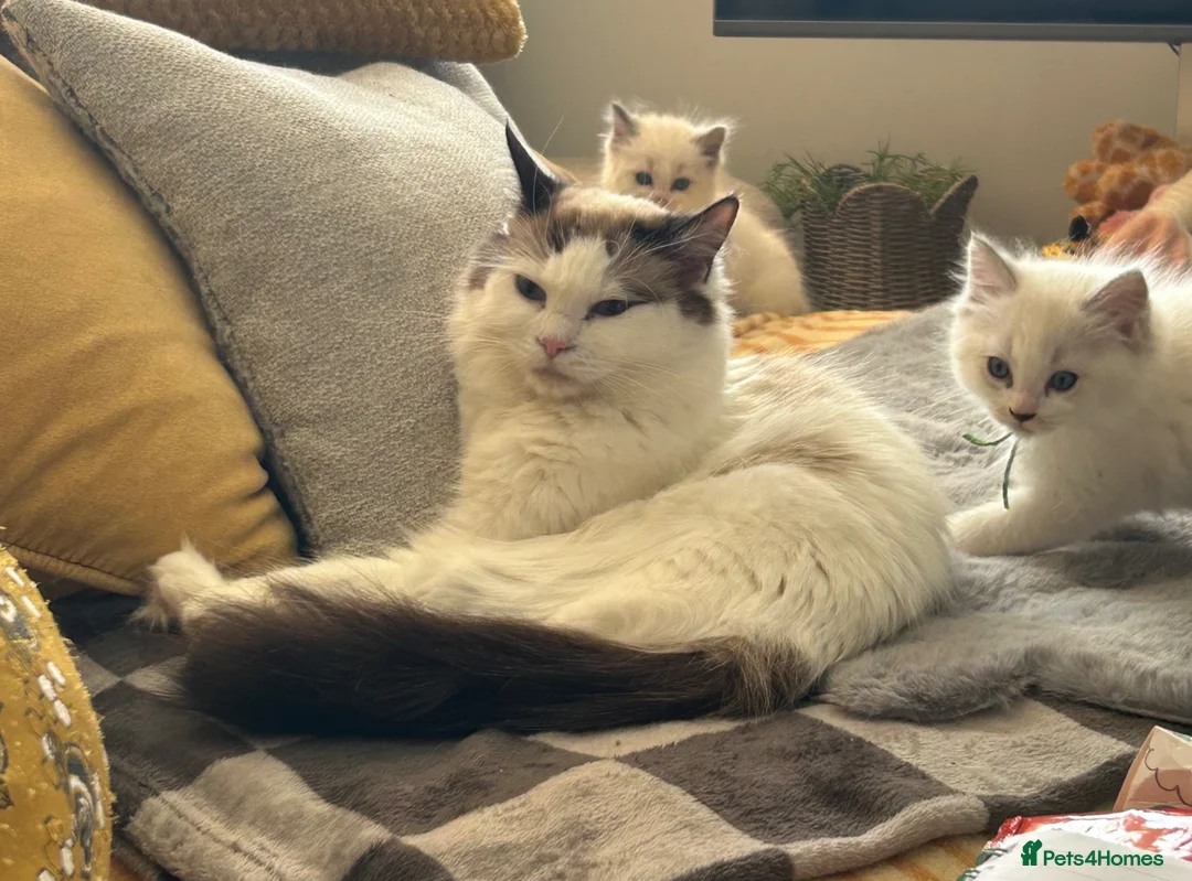 Ragdoll cats for sale: READY NOW 12 WEEK MALE RAGDOLL KITTEN 😻 - Advert 2