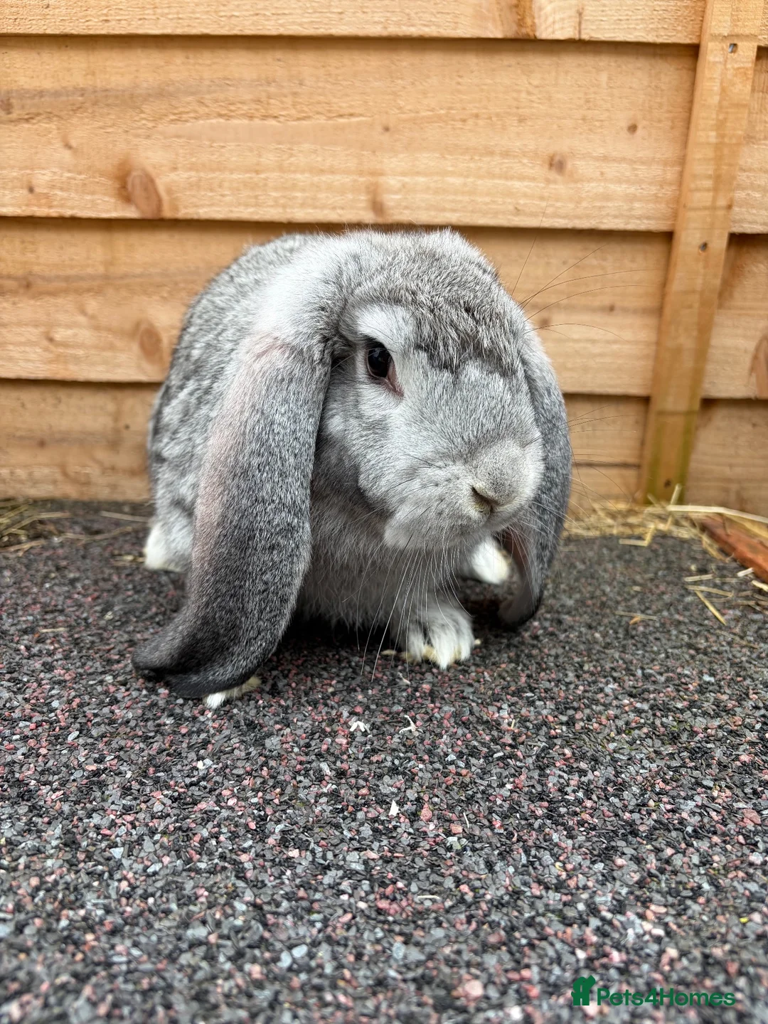 French Lop rabbits for sale: French lop baby buck - Advert 5