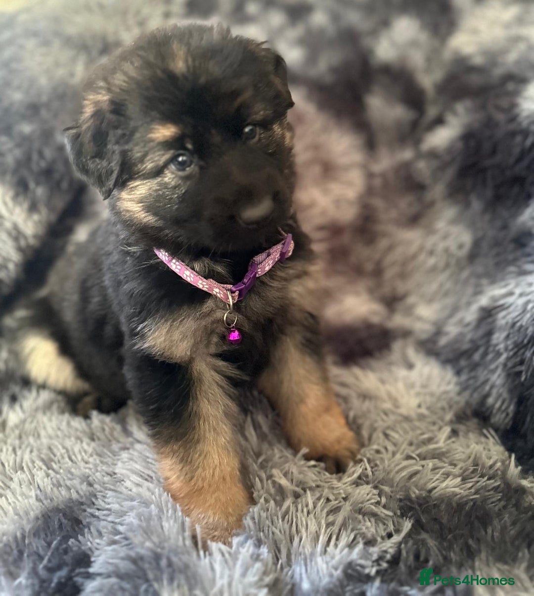 German Shepherd dogs for sale: READY TO LEAVE German shepherd puppies - Advert 3