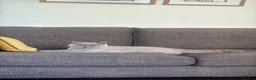 British Shorthair cats for sale: Pedigree British shorthair  in Northampton - Advert 5