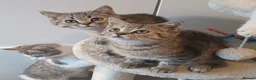 British Shorthair cats for sale: Ready to leave🐱 - Advert 9