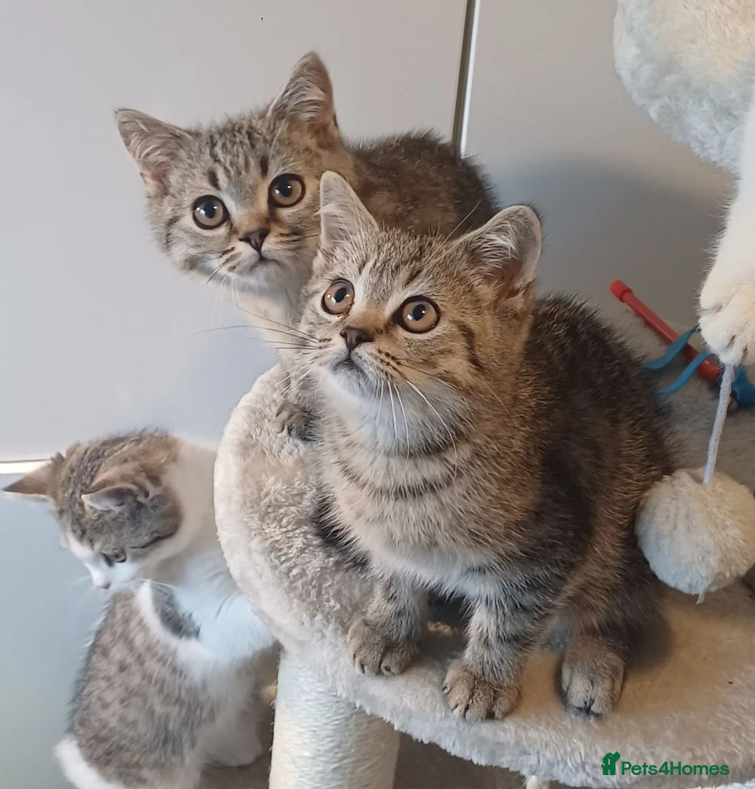 British Shorthair cats for sale:   Last Two boys Ready to leave🐱 - Advert 2