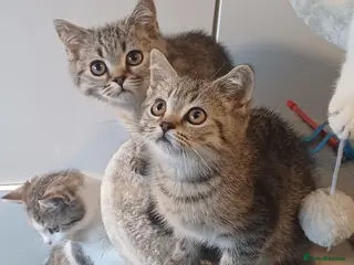 British Shorthair cats Last Two boys Ready to leave🐱 - Advert 5