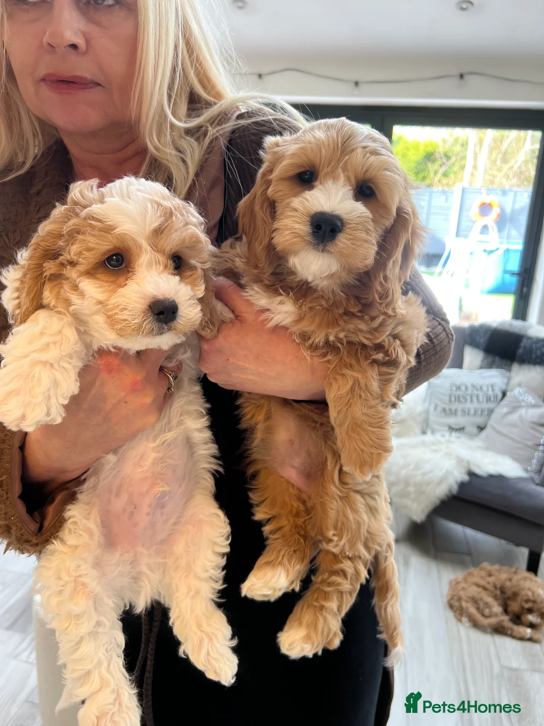 Mixed Breed dogs for sale: Cavachon puppies  - Advert 2