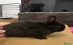 Netherland Dwarf rabbits for sale: Last baby girl Netherland Dwarf - Image 7