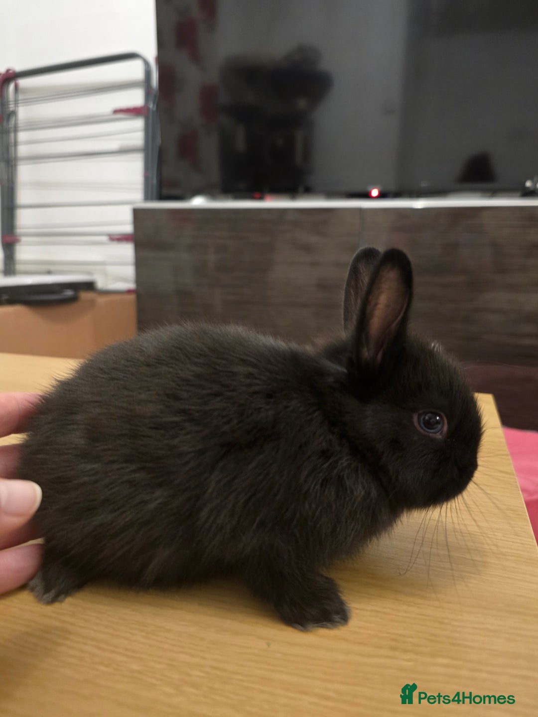 Netherland Dwarf rabbits for sale: Last baby girl Netherland Dwarf - Image 7