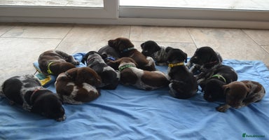 German Shorthaired Pointer dogs in Castle Douglas - Advert 2