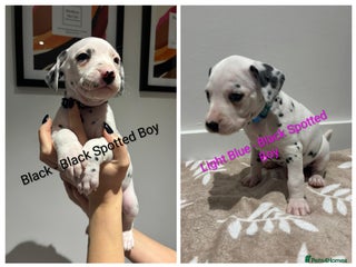 Dalmatian dogs Dalmatians for Sale (Last 2 Boys Left) - Advert 8