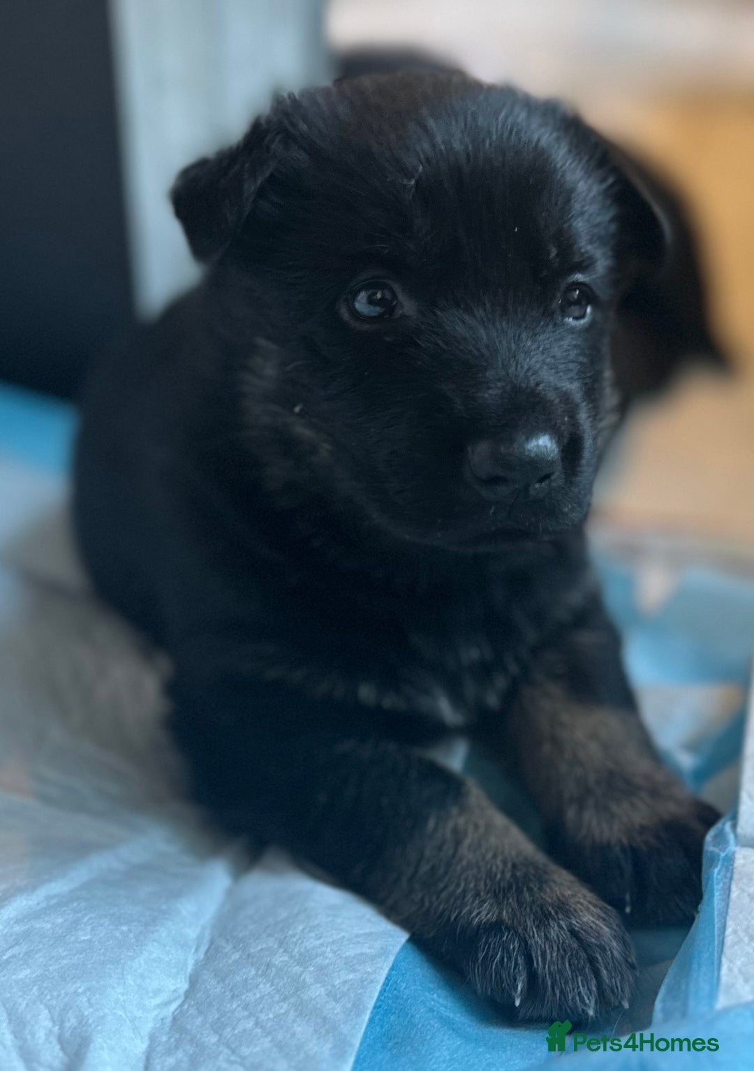 German Shepherd dogs for sale: FIVE EXCLUSIVE GSD PUPS, HOME RARED AND BRED. - Advert 10