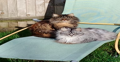 Maine Coon cats - Advert 5