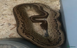 Python Snake reptiles for sale: Selection of Royals for sale - Image 8