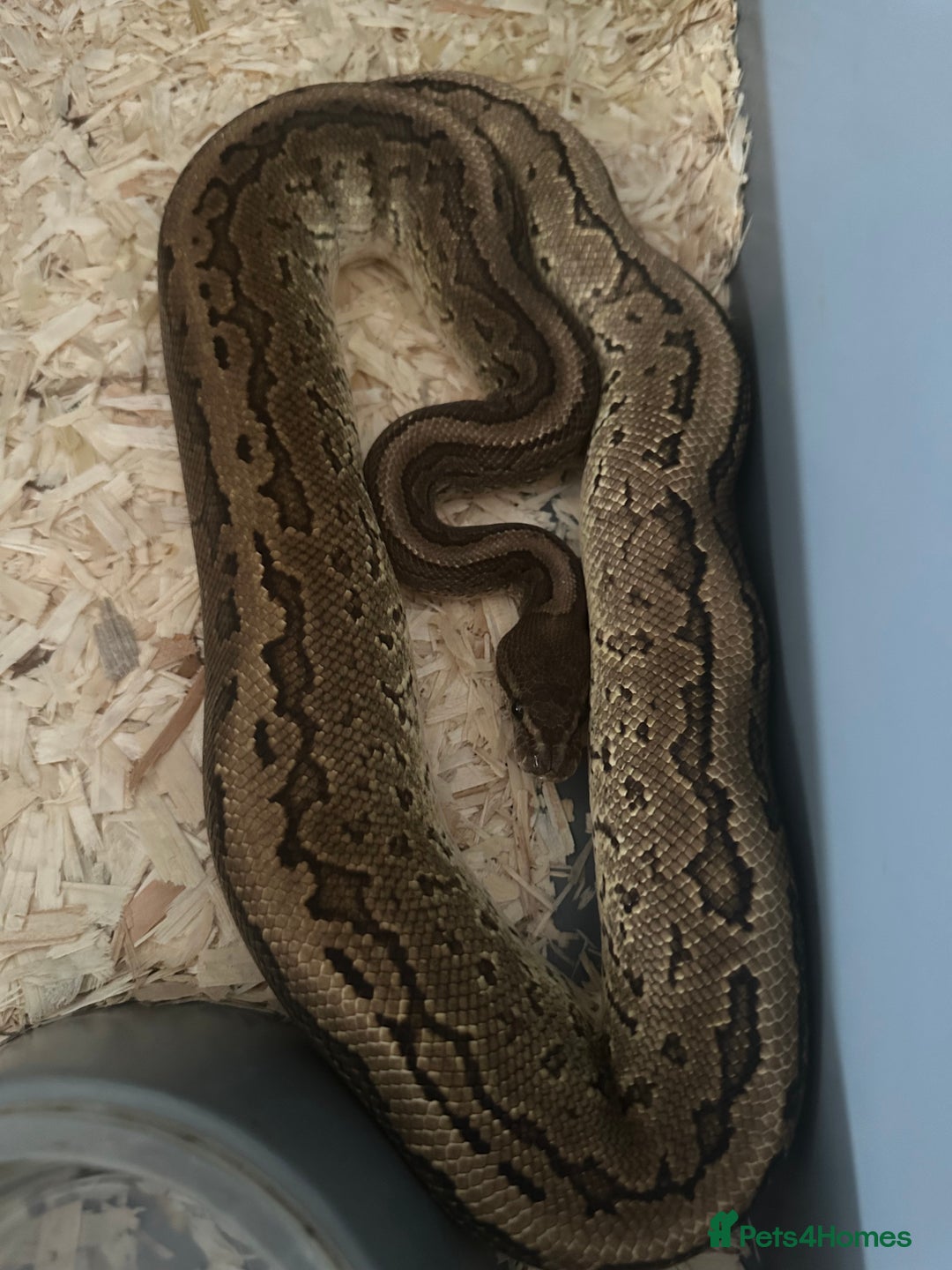 Python Snake reptiles for sale: Selection of Royals for sale - Image 8