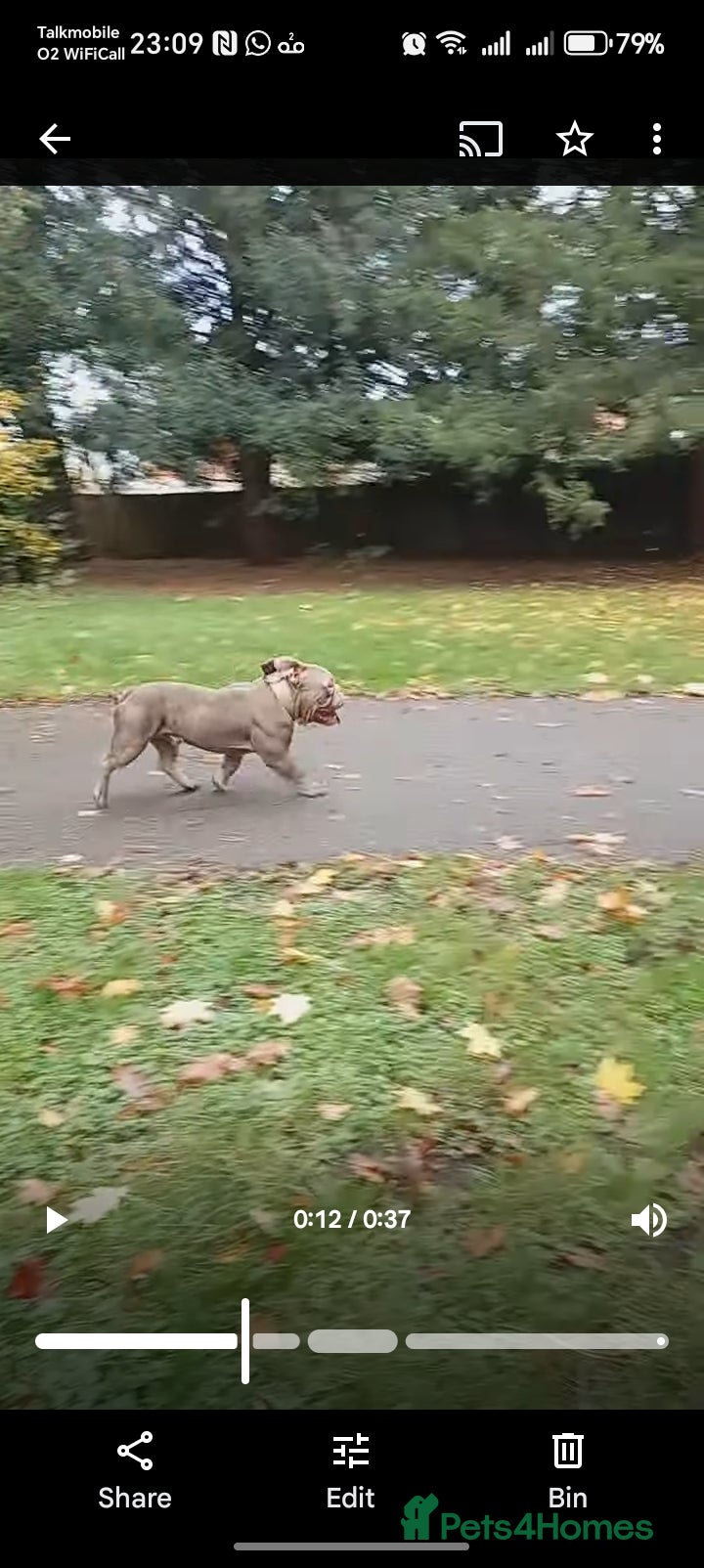 American Bully dogs 10" Micro bully KINGPIN LOCOLV 3RD GEN - Advert 5