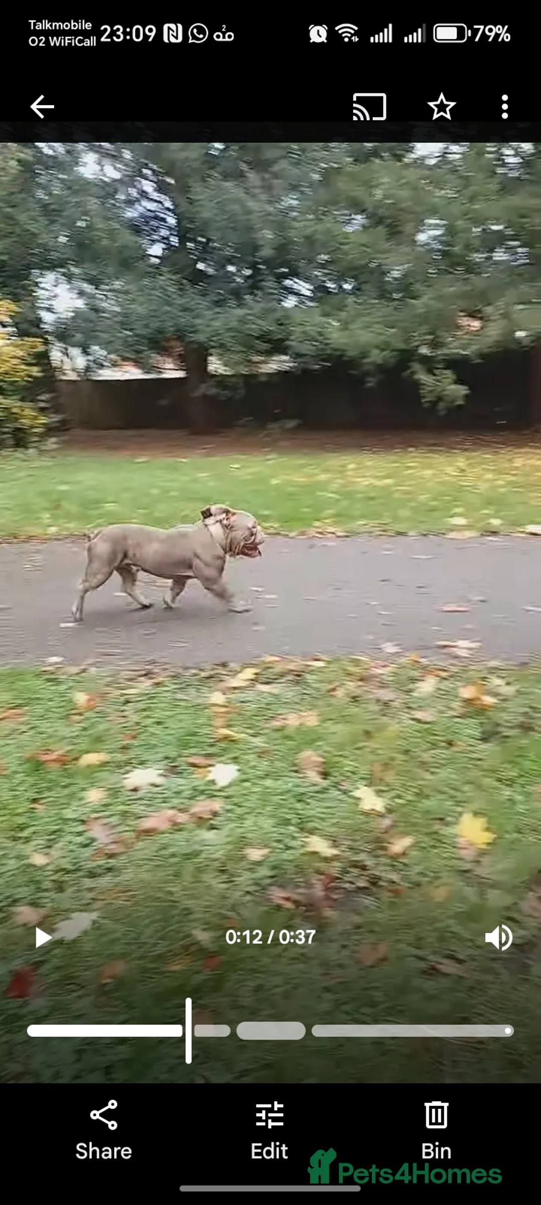 American Bully dogs for sale: 10" Micro bully KINGPIN LOCOLV 3RD GEN - Advert 1