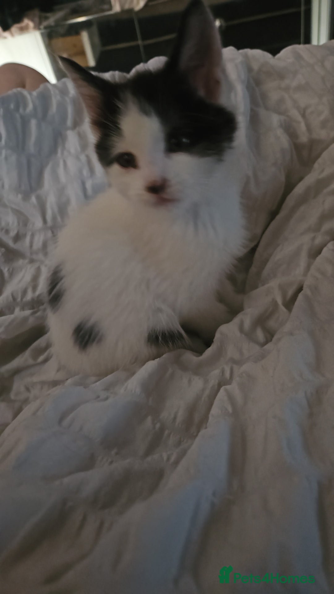 British Shorthair cats for sale: Gorgeous kittens. Boys/girls Can deliver. £60 ono - Advert 13