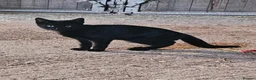 Mixed Breed cats for sale: 2 Black Male Barn Kittens  - Advert 6
