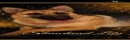 German Shepherd dogs for sale: Shawhead Shepherds  - Advert 11