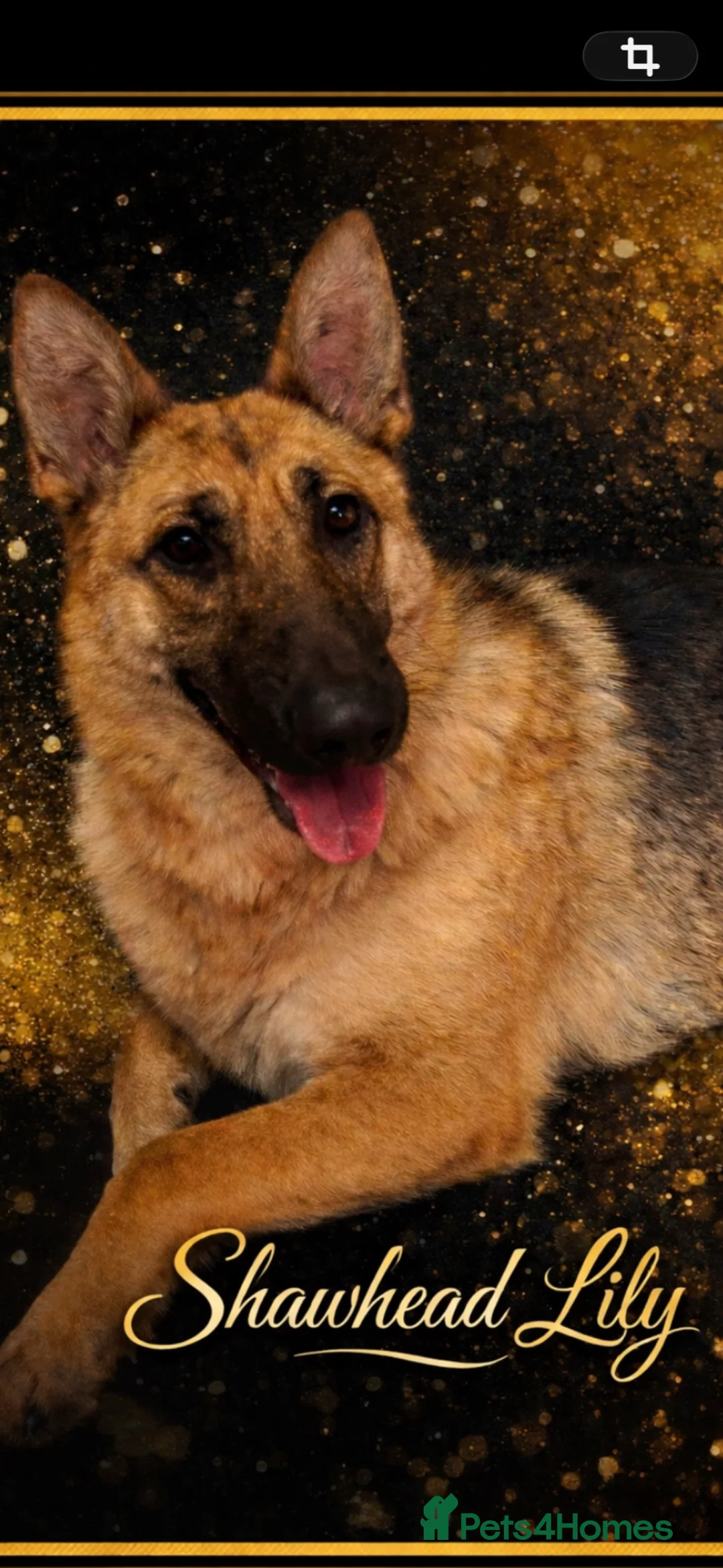 German Shepherd dogs for sale: Shawhead Shepherds  - Advert 14