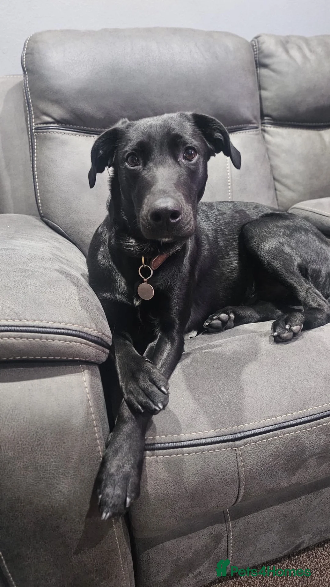 Mixed Breed dogs for sale: Dexter in Kingswinford - Advert 1