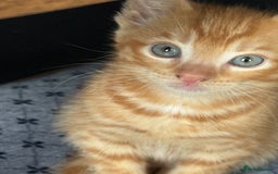 Maine Coon cats for sale: Beautiful mixed breed kittens  - Image 11