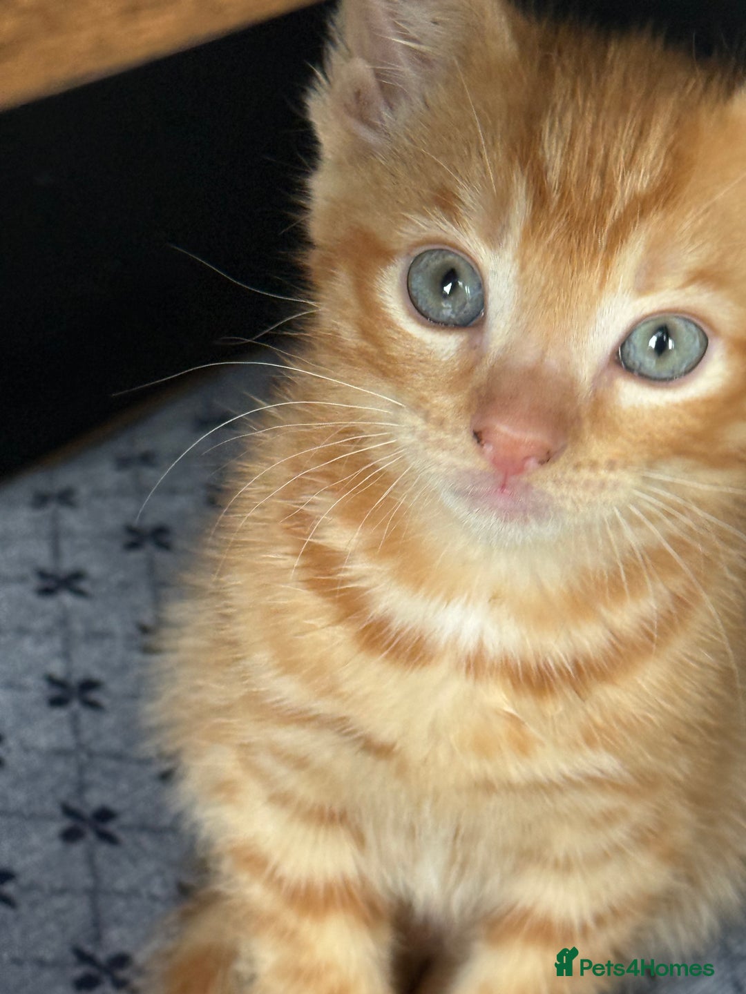 Maine Coon cats for sale: Beautiful mixed breed kittens  - Image 11