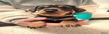 Dachshund Puppy 5