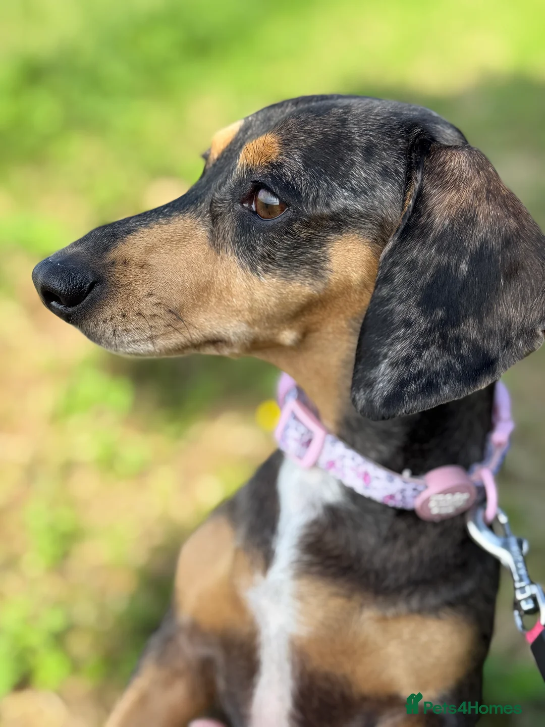 Miniature Dachshund dogs for sale: 🐾KC Reg Miniature Dachshund Puppies 2Boys 3Girls  - Advert 5