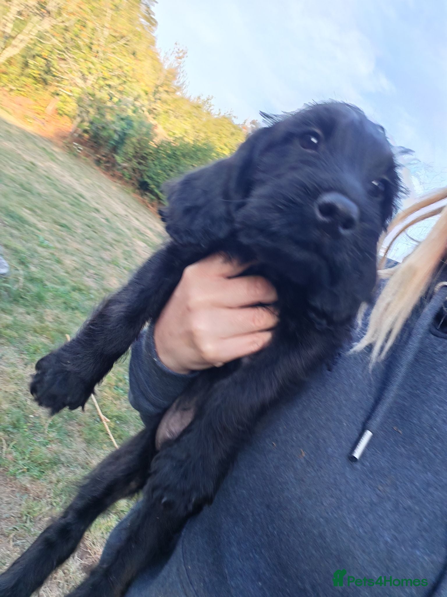 Labradoodle dogs Ready Now VetChecked & First Vaccine Labradoodles  - Advert 4