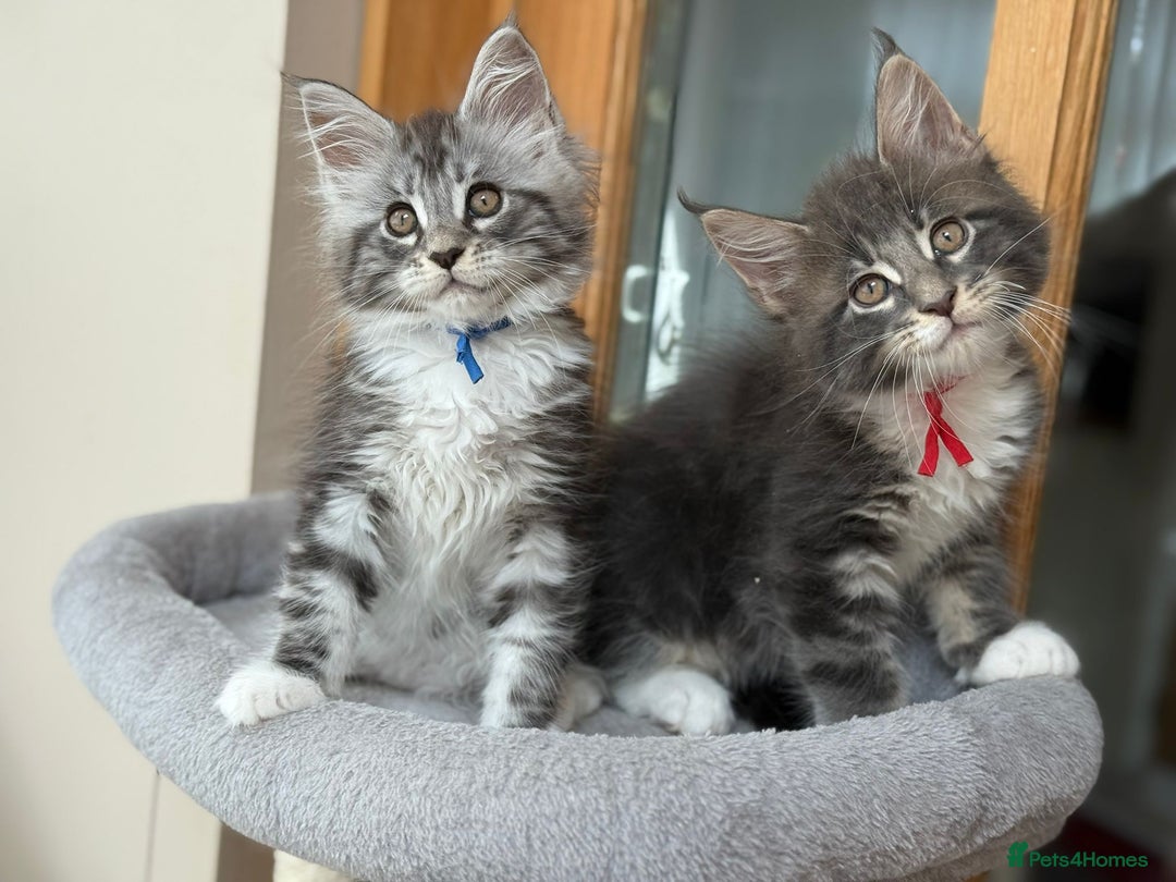 Maine Coon cats for sale: 2 Beautiful pedigree TICA reg Maine Coon kittens - Image 21