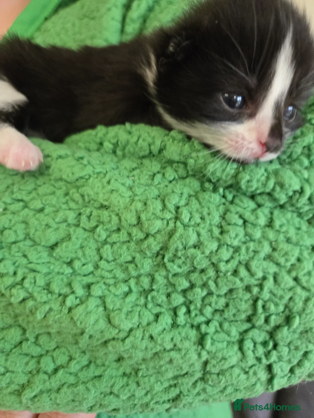 Mixed Breed cats for sale: 4 beautiful kittens 2 males & 2 females  - Advert 8