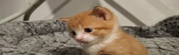 Mixed Breed cats for sale: Beautiful ginger kitten - Advert 7