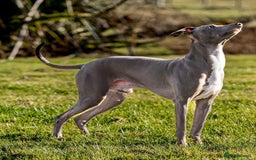 Mixed Breed dogs for sale: Whippet x Italian greyhounds for sale  - Image 11