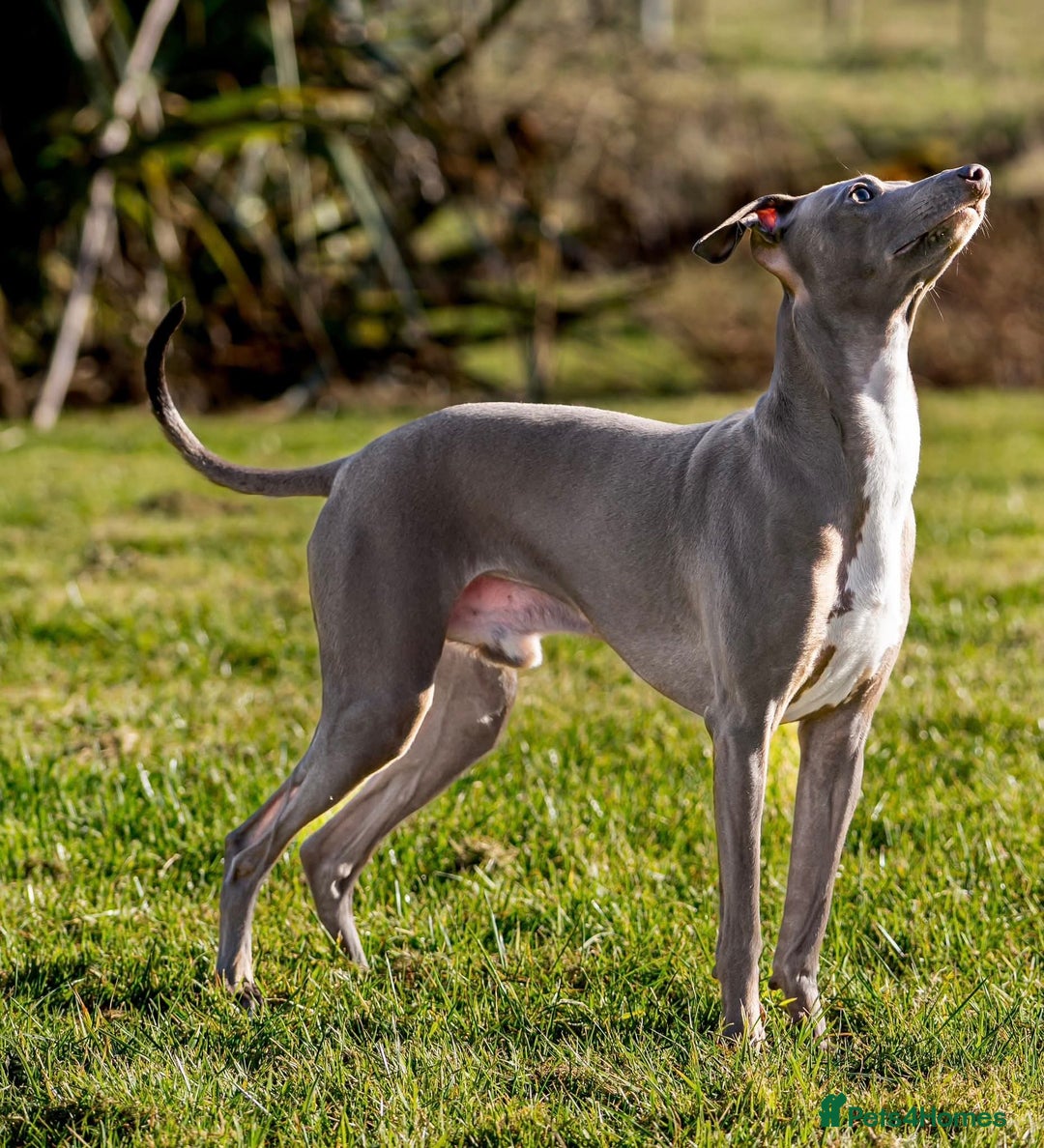 Mixed Breed dogs for sale: Whippet x Italian greyhounds for sale  - Image 11