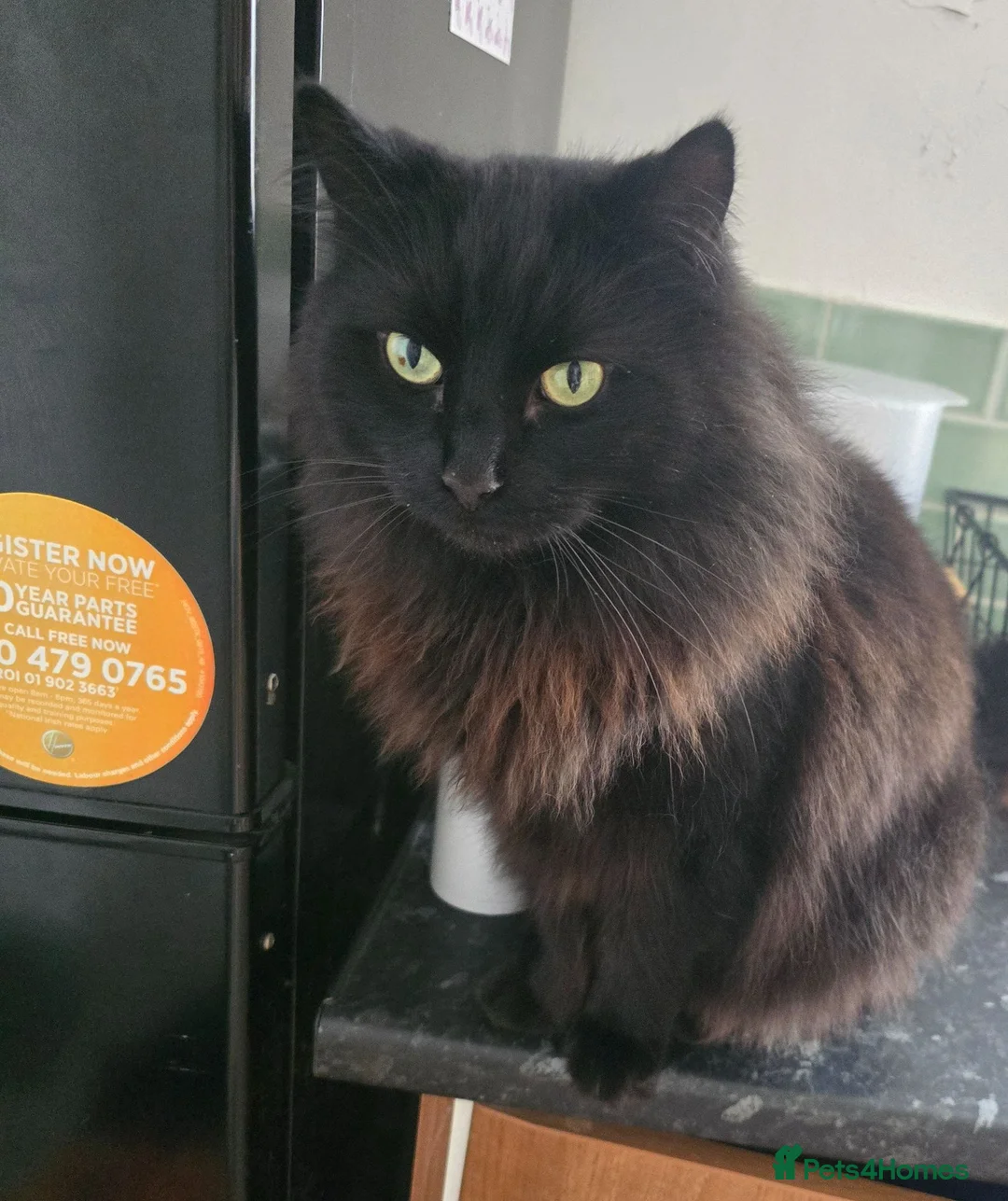 British Longhair cats for sale: 2 brothers looking for a home - Advert 6
