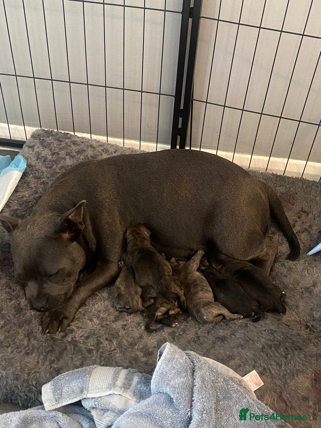 Mixed Breed dogs for sale: Staffy cross pugs  - Image 8
