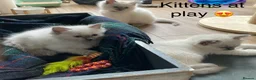 Ragdoll cats for sale: Beautiful GCCF Pedigree Ragdoll Kittens - Advert 11