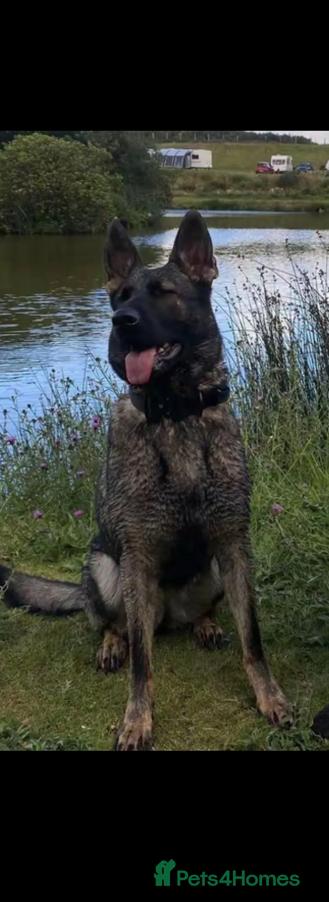 German Shepherd dogs for sale: Working Line German Shepherd  - Advert 2