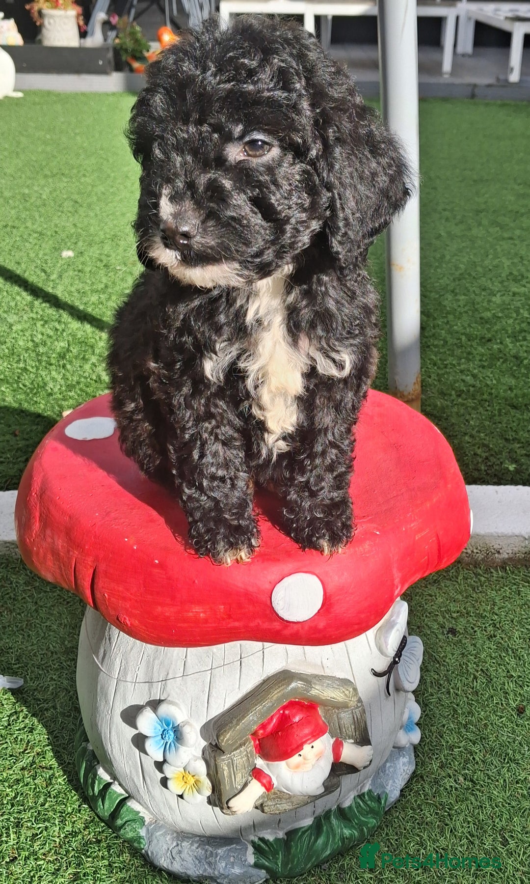 Cockapoo dogs for sale: ** LAST ADORABLE CURLY BLACK & WHITE COCKAPOOS **  - Advert 11