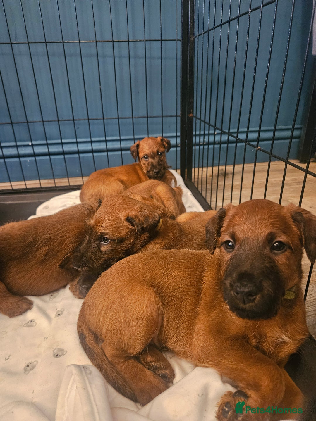Irish Terrier dogs for sale: Beautiful Champion Lines KC Irish Terrier Puppies - Advert 25