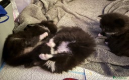 Mixed Breed cats for sale: Kittens - Image 1