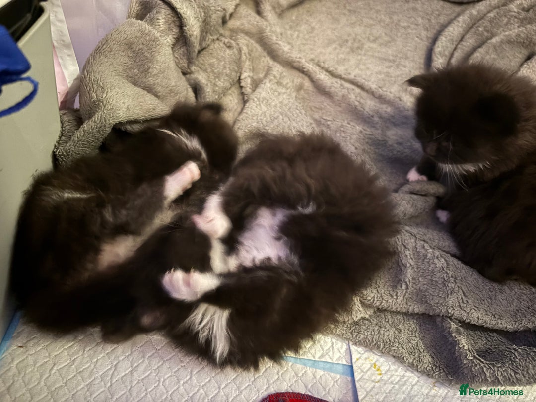 Mixed Breed cats for sale: Kittens - Image 1