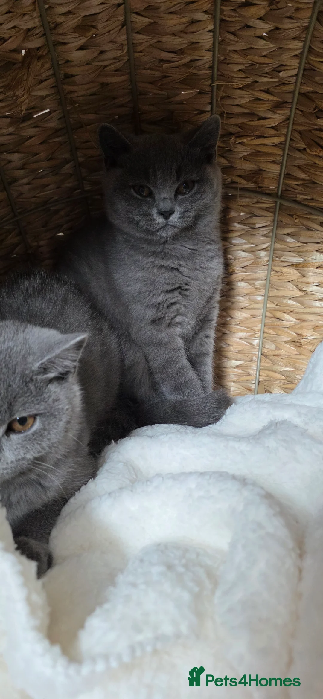 British Shorthair cats for sale: Two gorgeous British Shorthair kittens ready to go in Cambridge - Advert 2
